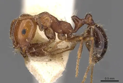 Monomorium leda specimen CASENT0908684 image casent0908684_3