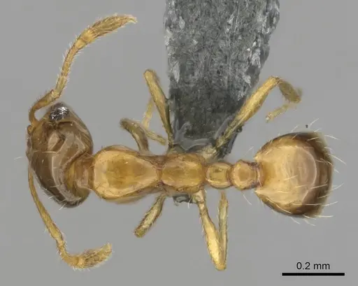 Monomorium lene specimen CASENT0812341 image casent0812341_1