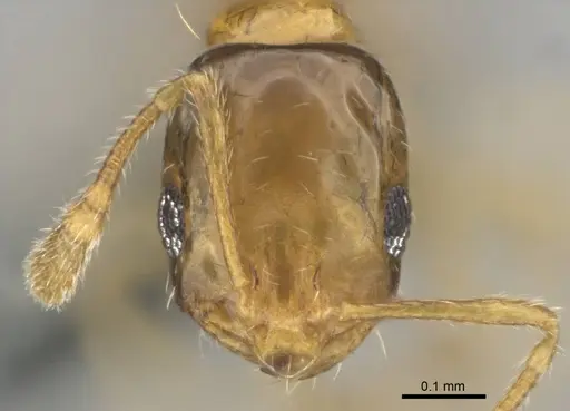 Monomorium lene specimen CASENT0812341 image casent0812341_2