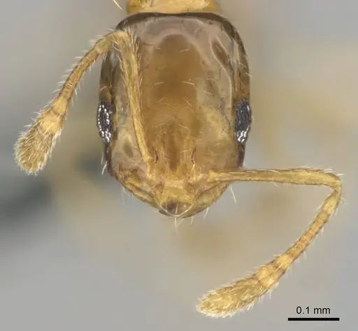 Monomorium lene specimen CASENT0812341 image casent0812341_3