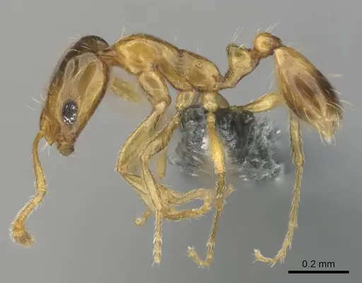 Monomorium lene specimen CASENT0812341 image casent0812341_4