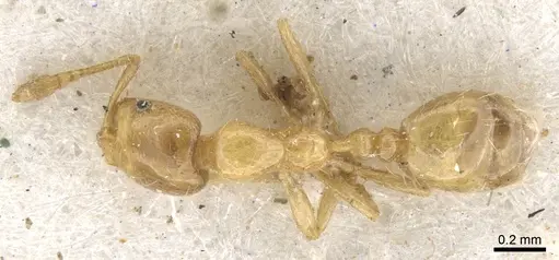 Monomorium lene specimen CASENT0902254 image casent0902254_1