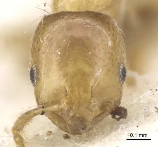 Monomorium lene specimen CASENT0902254 image casent0902254_2