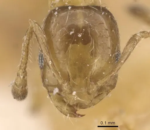 Monomorium lene specimen CASENT0913811 image casent0913811_2