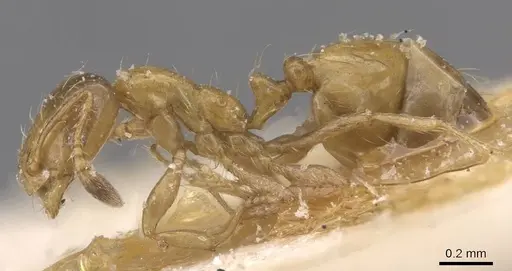 Monomorium lene specimen CASENT0913811 image casent0913811_3