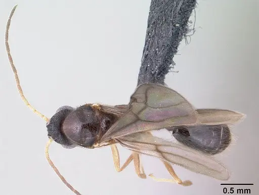 Monomorium lepidum specimen CASENT0144970 image casent0144970_1
