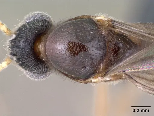 Monomorium lepidum specimen CASENT0144970 image casent0144970_2