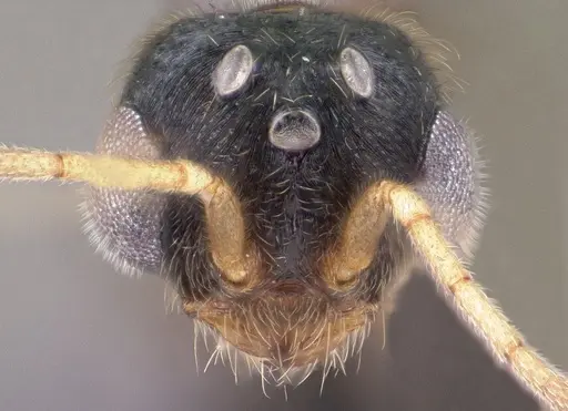 Monomorium lepidum specimen CASENT0144970 image casent0144970_3