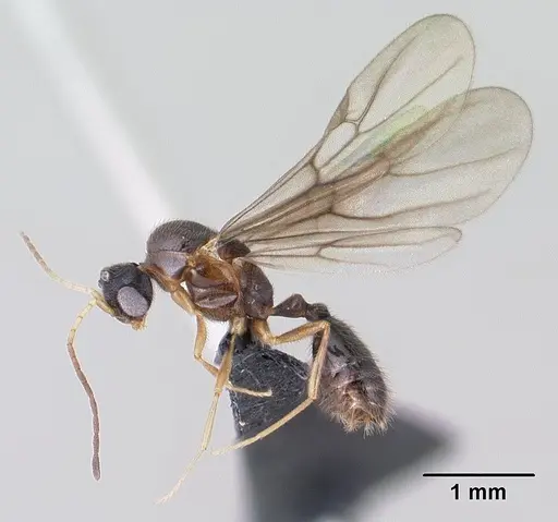 Monomorium lepidum specimen CASENT0144970 image casent0144970_4