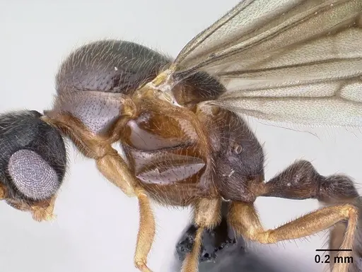 Monomorium lepidum specimen CASENT0144970 image casent0144970_5