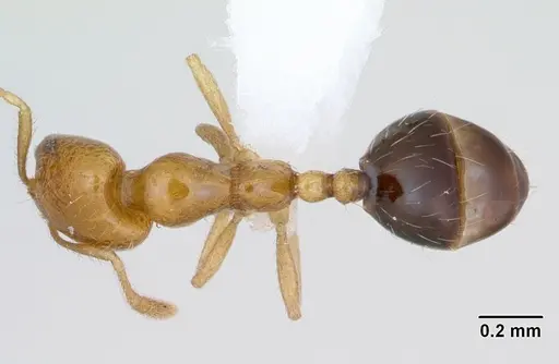 Monomorium lepidum specimen CASENT0442208 image casent0442208_1