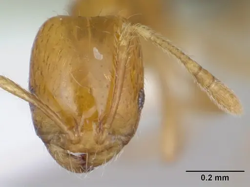 Monomorium lepidum specimen CASENT0442208 image casent0442208_2