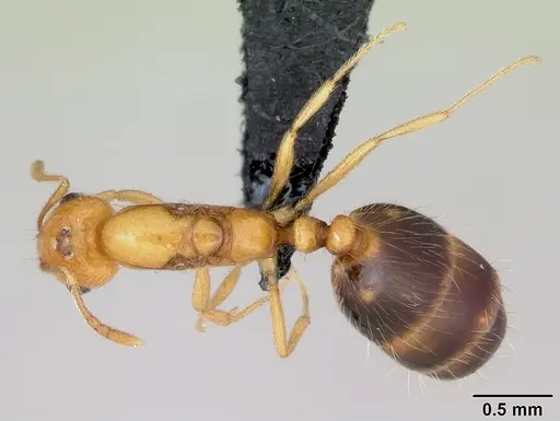 Monomorium lepidum specimen CASENT0486606 image casent0486606_1