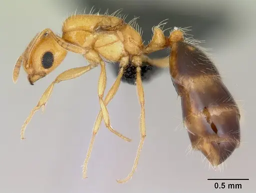 Monomorium lepidum specimen CASENT0486606 image casent0486606_3