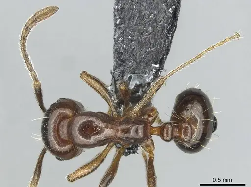 Monomorium libanicum specimen CASENT0913769 image casent0913769_1