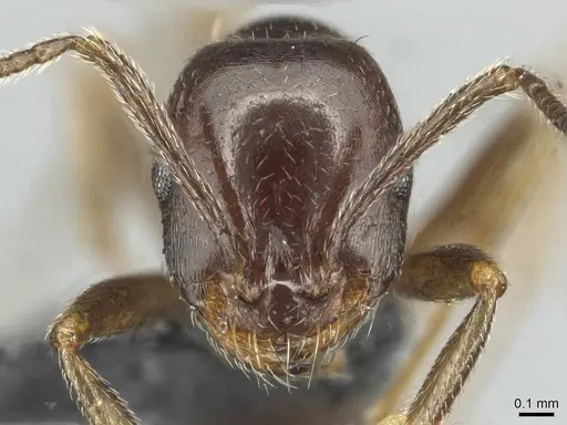 Monomorium libanicum specimen CASENT0913769 image casent0913769_2