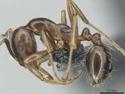 Monomorium libanicum specimen CASENT0913769 image casent0913769_3