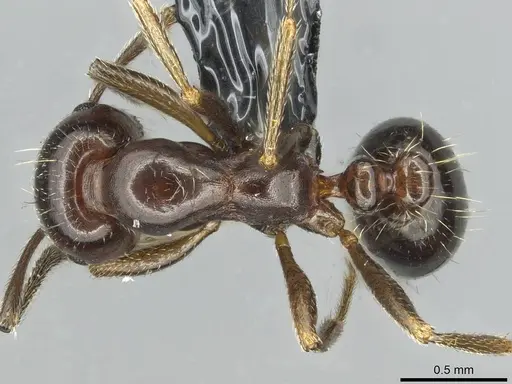 Monomorium libanicum specimen CASENT0913770 image casent0913770_1