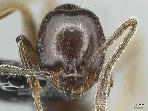 Monomorium libanicum specimen CASENT0913770 image casent0913770_2