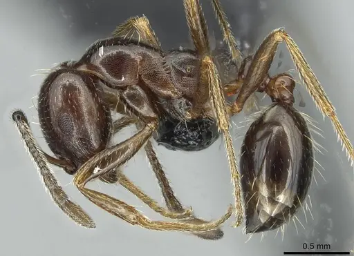 Monomorium libanicum specimen CASENT0913770 image casent0913770_3