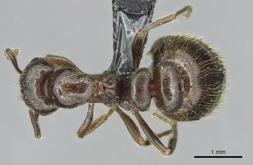 Monomorium libanicum specimen CASENT0913771 image casent0913771_1