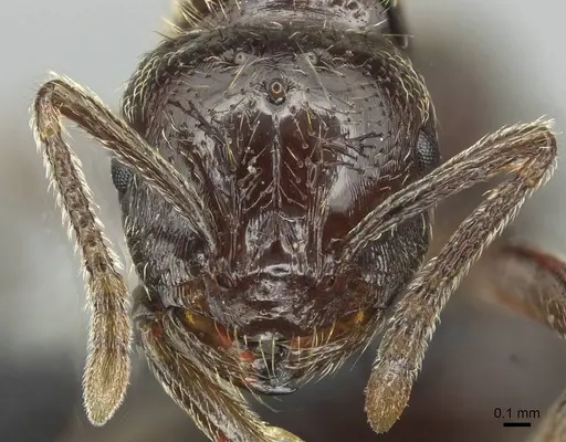 Monomorium libanicum specimen CASENT0913771 image casent0913771_2