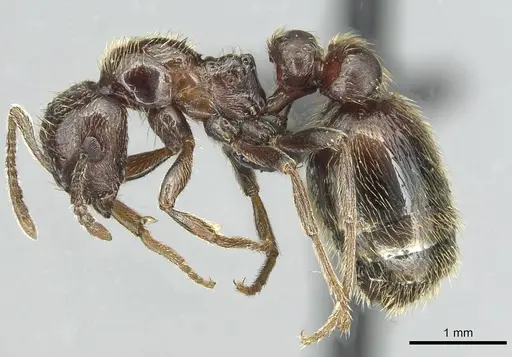 Monomorium libanicum specimen CASENT0913771 image casent0913771_3