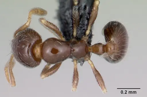 Monomorium liliuokalanii specimen CASENT0103256 image casent0103256_1
