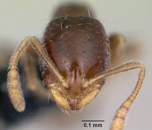 Monomorium liliuokalanii specimen CASENT0103256 image casent0103256_2