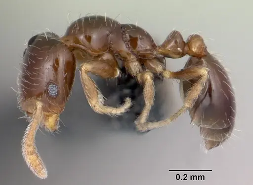Monomorium liliuokalanii specimen CASENT0103256 image casent0103256_3