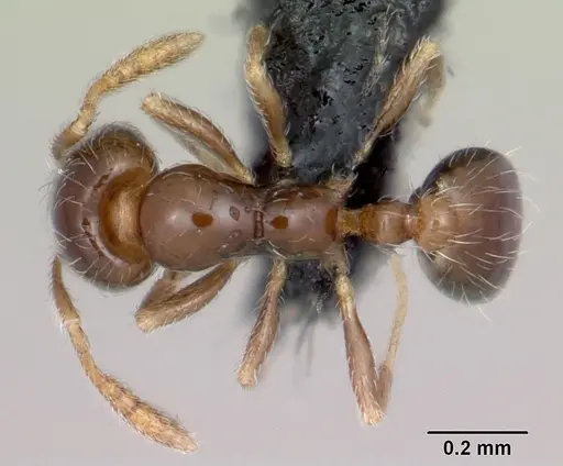 Monomorium liliuokalanii specimen CASENT0103257 image casent0103257_1