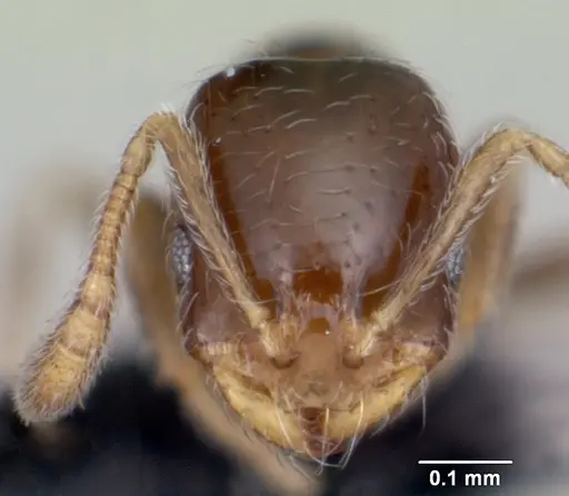 Monomorium liliuokalanii specimen CASENT0103257 image casent0103257_2