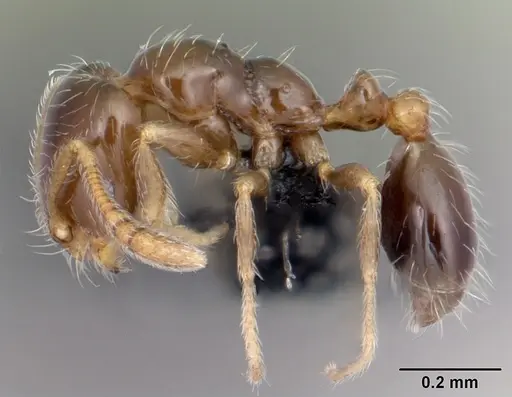 Monomorium liliuokalanii specimen CASENT0103257 image casent0103257_3