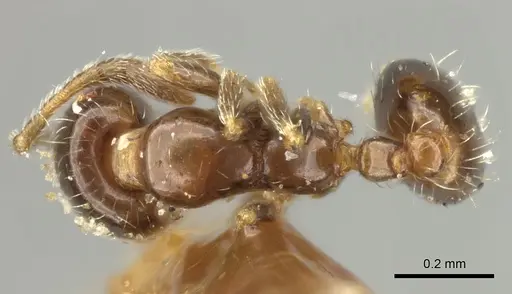 Monomorium liliuokalanii specimen CASENT0249098 image casent0249098_1