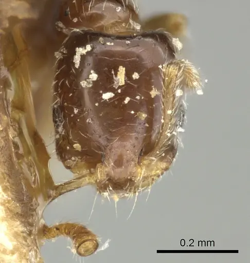 Monomorium liliuokalanii specimen CASENT0249098 image casent0249098_2