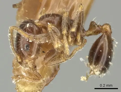 Monomorium liliuokalanii specimen CASENT0249098 image casent0249098_3