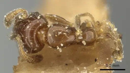 Monomorium liliuokalanii specimen CASENT0249099 image casent0249099_1