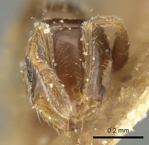 Monomorium liliuokalanii specimen CASENT0249099 image casent0249099_2