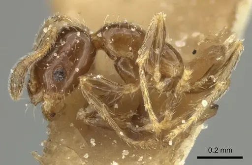 Monomorium liliuokalanii specimen CASENT0249099 image casent0249099_3