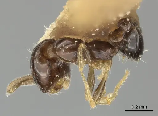 Monomorium liliuokalanii specimen CASENT0249100 image casent0249100_1