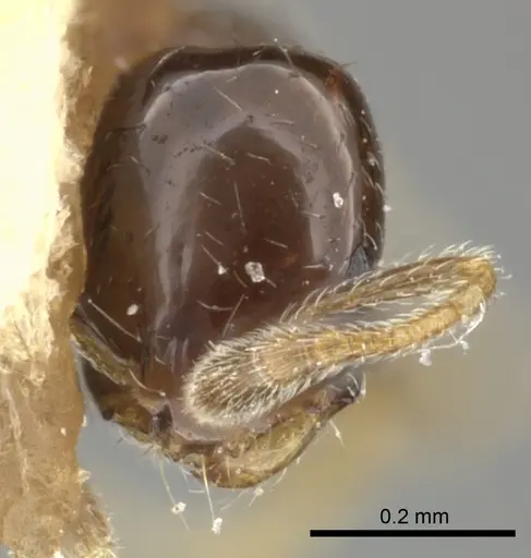 Monomorium liliuokalanii specimen CASENT0249100 image casent0249100_2