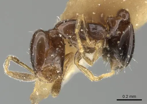 Monomorium liliuokalanii specimen CASENT0249100 image casent0249100_3