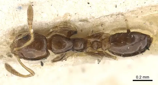 Monomorium liliuokalanii specimen CASENT0902282 image casent0902282_1