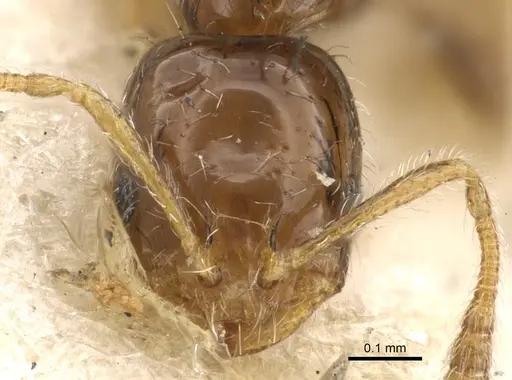 Monomorium liliuokalanii specimen CASENT0902282 image casent0902282_2