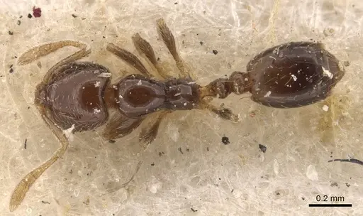 Monomorium liliuokalanii specimen CASENT0908706 image casent0908706_1