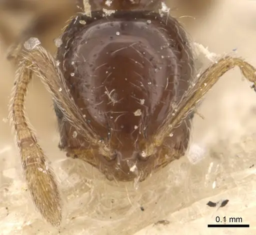 Monomorium liliuokalanii specimen CASENT0908706 image casent0908706_2