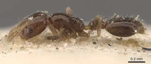 Monomorium liliuokalanii specimen CASENT0908706 image casent0908706_3