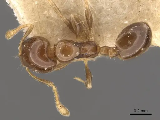 Monomorium liliuokalanii specimen CASENT0908707 image casent0908707_1