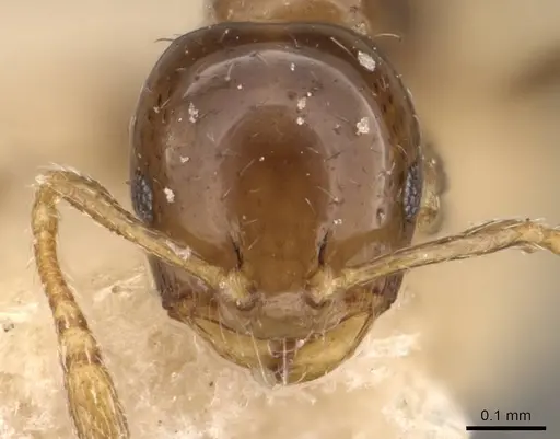 Monomorium liliuokalanii specimen CASENT0908707 image casent0908707_2