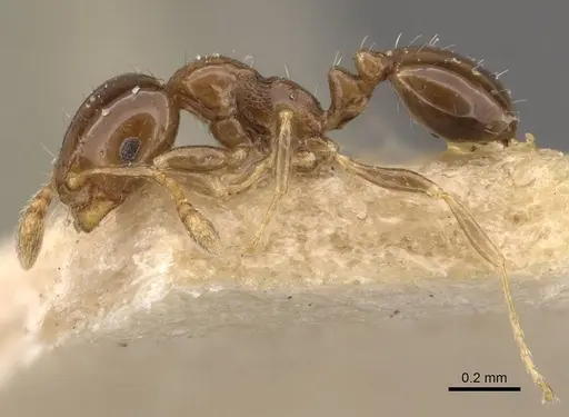 Monomorium liliuokalanii specimen CASENT0908707 image casent0908707_3